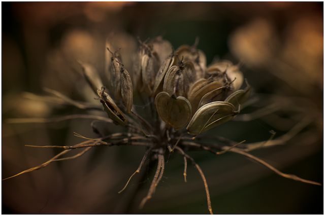 brown seed head