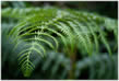 green fern