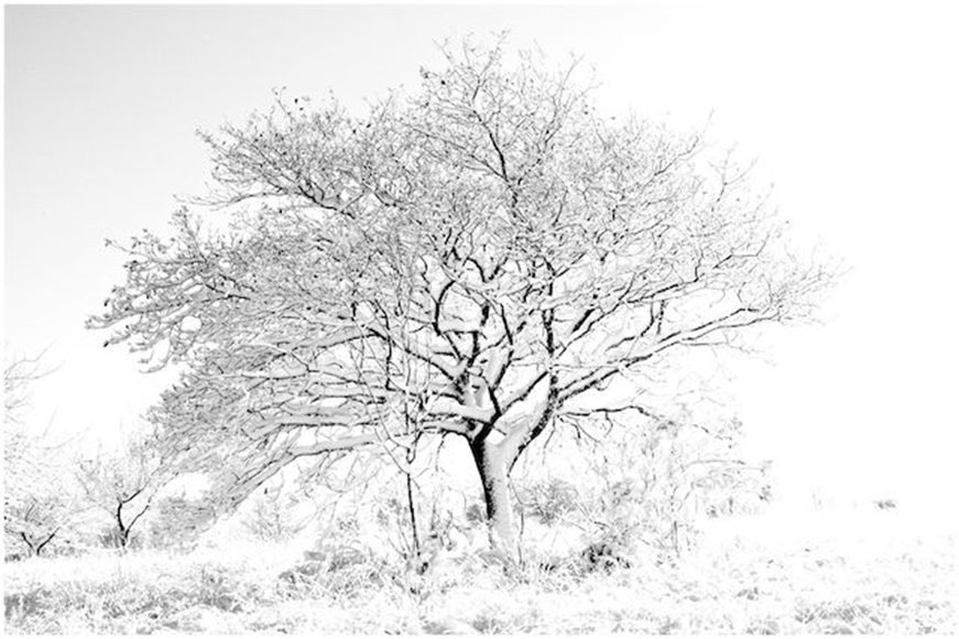 White Tree