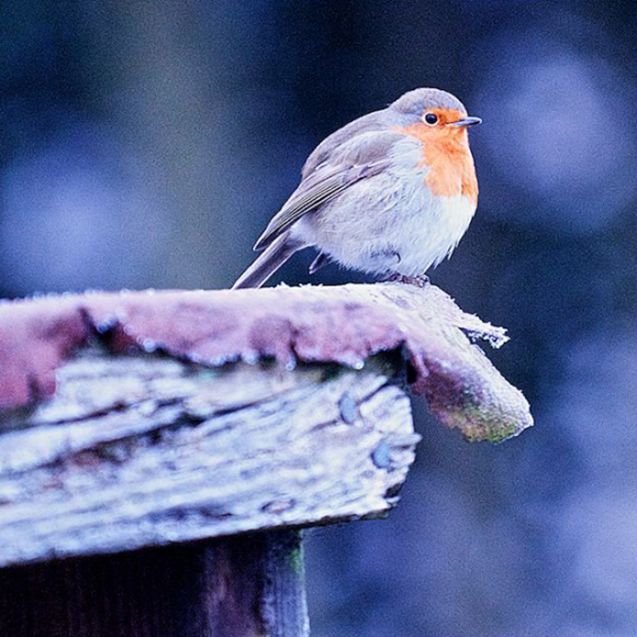Cold Robin