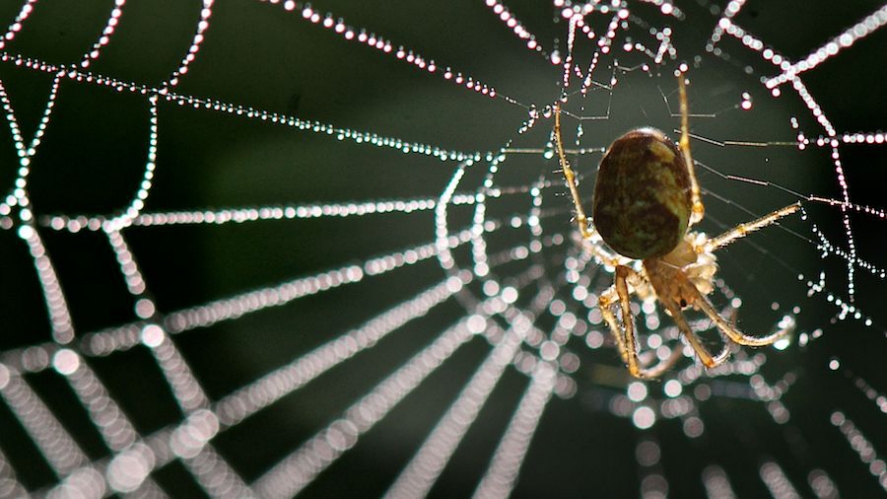 Spider web