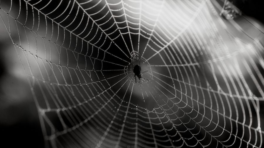 Spider web