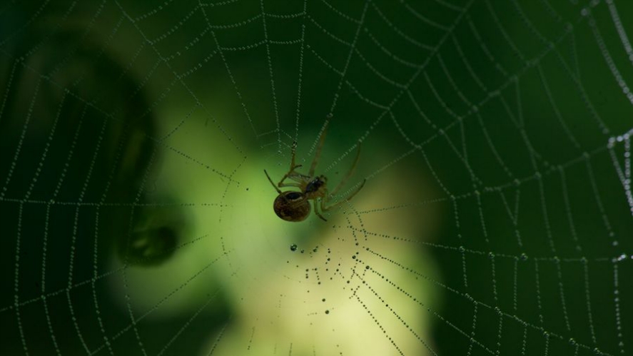 Spider web in the morning